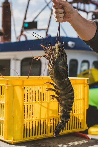 Colossal Black Tiger Prawns